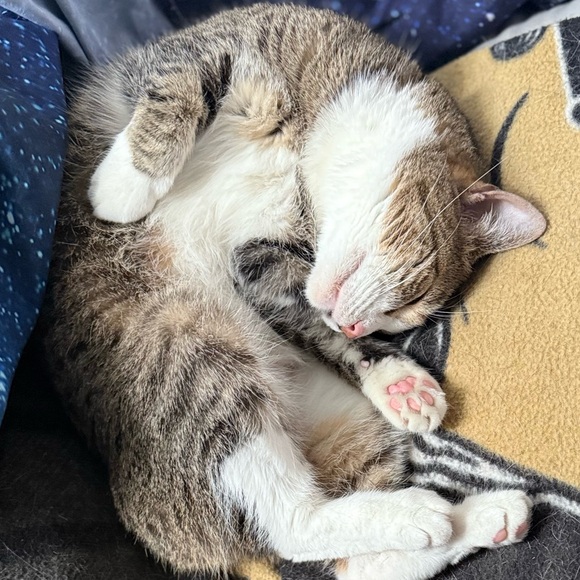 Please share & like “❤️” my flyer for my Next Live Steals & Deals Show! - Picture 3 of 14